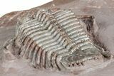 Five Trilobites (Four Species) in Association - Jorf, Morocco #334862-11